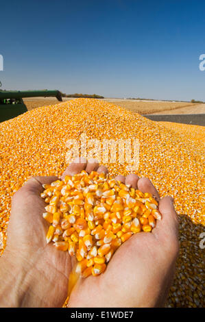 Hand hält geernteten Getreide/Futtermittel Mais Getreide Wagen, in der Nähe von Niverville, Manitoba, Kanada Stockfoto