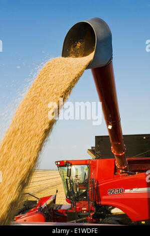 ein Mähdrescher Harvester Schnecken Sojabohnen in einen Bauernhof LKW während der Ernte, in der Nähe von Lorette, Manitoba, Kanada Stockfoto