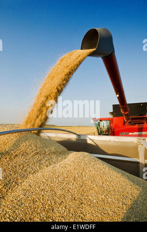 ein Mähdrescher Harvester Schnecken Sojabohnen in einen Bauernhof LKW während der Ernte, in der Nähe von Lorette, Manitoba, Kanada Stockfoto