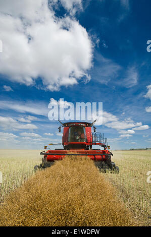 ein Mähdrescher erntet gewendetem Raps, in der Nähe von Dugald, Manitoba, Kanada Stockfoto