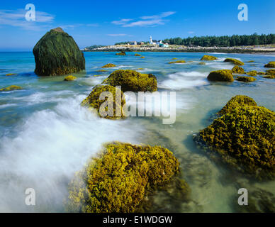 Irisch Moos oder Carrageen Moos, eine Alge (Chondrus Crispus), auf Felsen bei Ebbe, Seal Island, Nova Scotia, Kanada Stockfoto