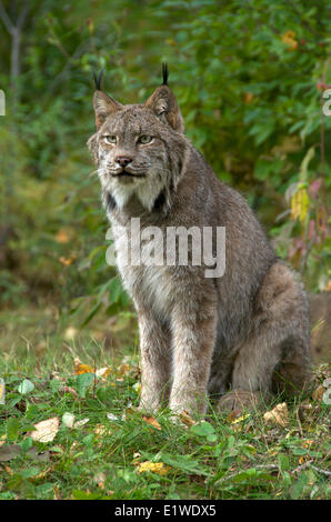 Kanada-Luchs im grünen Wald. (Lynx Canadensis), Minnesota, Vereinigte Staaten von Amerika Stockfoto