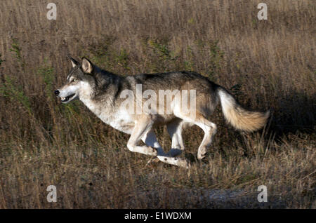 Holz oder graue Wolf (Canis Lupus) läuft hoch getrocknetes Gras mit schwachem Licht; Minnesota; Vereinigte Staaten Amerika Stockfoto