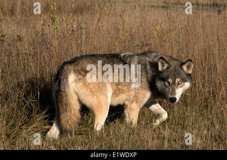 Grauer Wolf oder Timber Wolf (Canis Lupus), im Spätherbst Gräser, Minnesota, Vereinigte Staaten von Amerika Stockfoto