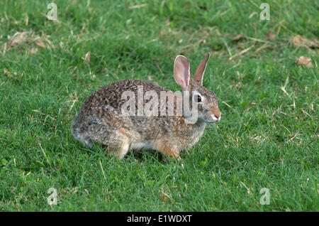 Östlichen Cottontail Kaninchen im grünen Gräsern, (Sylvilagus Floridanus), in der Nähe von Rockport, Texas, Vereinigte Staaten von Amerika Stockfoto