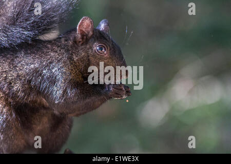 Schwarzen Eichhörnchen (Sciurus Carolinensis), Fütterung in einem Hinterhof Futterhäuschen.  Calgary, Alberta, Kanada Stockfoto