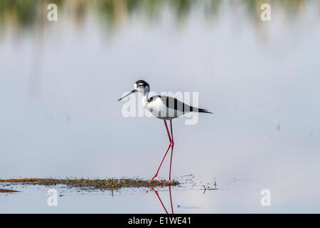 Schwarzhals-Stelzenläufer (Himantopus Mexicanus) im Wasser, auf der Suche nach Nahrung steht. Unkraut-Lake, Alberta, Kanada Stockfoto