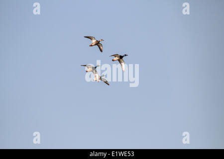 Stockente (Anes Platyrhynchos) gefangen im Flug. Johnsons Insel, Alberta, Kanada Stockfoto