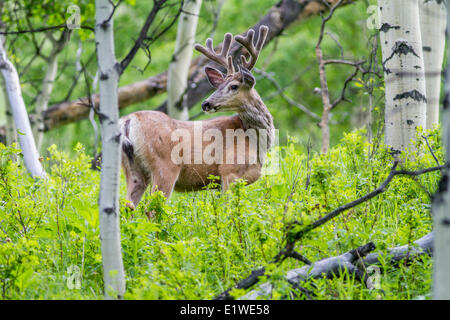 Maultierhirsch (Odocoileus Hemionus) männlichen Buck, mit samt auf Geweih, stehend im Wald Sheep River, Alberta Stockfoto