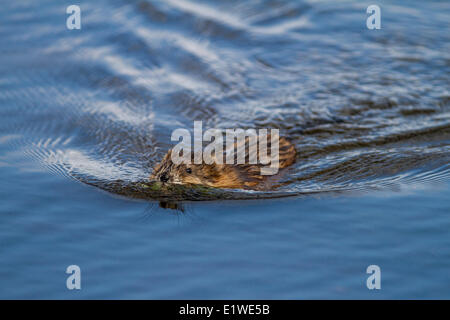 Bisamratte (Ondatra Zibethicus) schwimmen in einen Sumpf, Strathmore, Alberta, Kanada Stockfoto