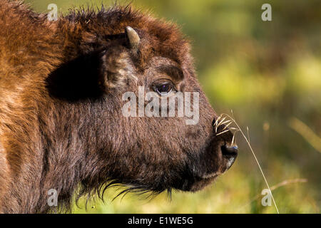 Prärie-Bison (Bison Bison Bison)-Büffelkalb, Elk Island Park, Alberta, Kanada Stockfoto