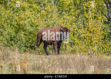 Prärie-Bison (Bison Bison Bison)-Büffelkalb, Elk Island Park, Alberta, Kanada Stockfoto