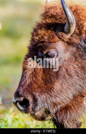 Plains Bisons (Bison Bison Bison) Buffalo, Männlich, Nahaufnahme. Elk Island Park, Alberta, Kanada Stockfoto