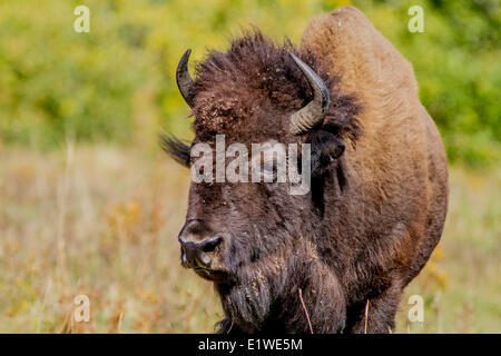 Plains Bisons (Bison Bison Bison) Buffalo männlich, Elk Island Park, Alberta, Kanada Stockfoto