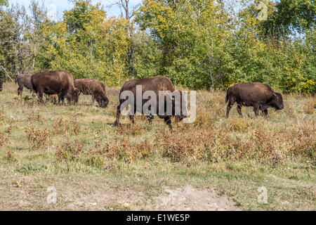 Plains Bisons (Bison Bison Bison) Büffel Herde, Elk Island Park, Alberta, Kanada Stockfoto