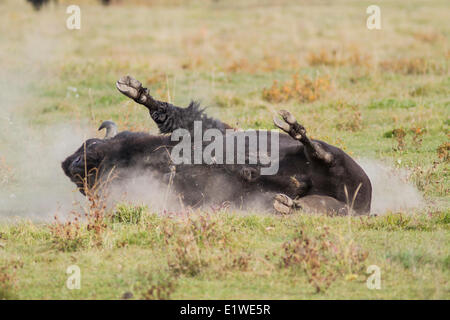 Plains Bisons (Bison Bison Bison) Buffalo Rollen in den Schmutz. Elk Island Park, Alberta, Kanada Stockfoto