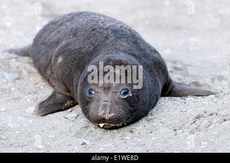 Südlichen See-Elefanten (Mirounga Leonina) Welpen, St. Andrews Bay, Insel Südgeorgien, Antarktis Stockfoto