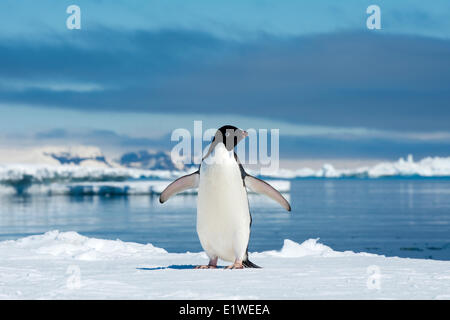 Adelie Penguin (Pygoscelis Adeliae) Bummeln durch den Eisrand, Petrel Insel, antarktische Halbinsel Stockfoto