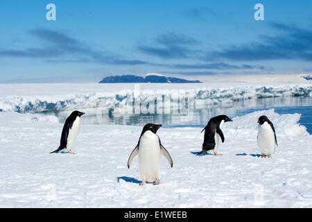 Adelie-Pinguine (Pygoscelis Adeliae) Bummeln durch den Eisrand, Petrel Insel, antarktische Halbinsel Stockfoto