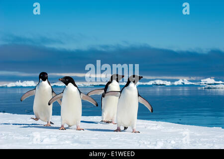 Adelie-Pinguine (Pygoscelis Adeliae) Bummeln durch den Eisrand, Petrel Insel, antarktische Halbinsel Stockfoto