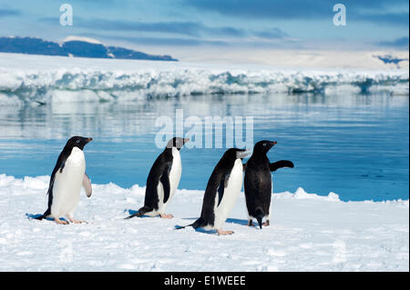 Adelie-Pinguine (Pygoscelis Adeliae) Bummeln durch den Eisrand, Petrel Insel, antarktische Halbinsel Stockfoto