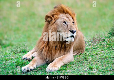 Männlichen afrikanischen Löwen (Panthera Leo), Masai Mara Game Reserve, Kenia, Ostafrika Stockfoto