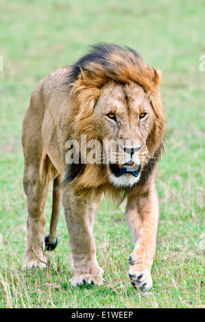 Männlichen afrikanischen Löwen (Panthera Leo), Masai Mara Game Reserve, Kenia, Ostafrika Stockfoto