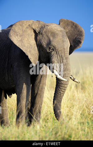 Afrikanische Savanne Elefantenbullen (Loxodonta Africana), Samburu Nationalpark, Kenia, Ostafrika Stockfoto