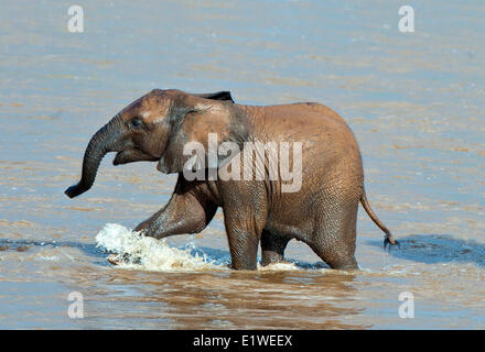 Afrikanische Savanne Elefant Kalb (Loxodonta Africana) überquert den Uaso Ng'iro Fluss, Samburu Nationalpark, Kenia, Ostafrika Stockfoto