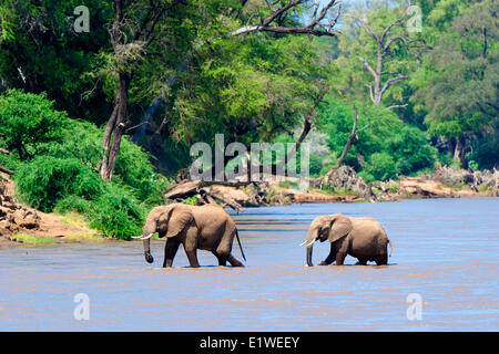 Afrikanische Savanne Elefanten (Loxodonta Africana) überqueren den Uaso Nyiro River, Samburu Nationalpark, Kenia, Ostafrika Stockfoto