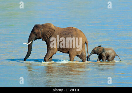 Afrikanische Savanne Elefanten (Loxodonta Africana) überqueren den Uaso Ng'iro Fluss, Samburu Nationalpark, Kenia, Ostafrika Stockfoto