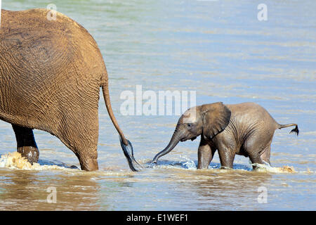 Afrikanische Savanne Elefanten (Loxodonta Africana) überqueren den Uaso Ng'iro Fluss, Samburu Nationalpark, Kenia, Ostafrika Stockfoto