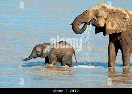 Afrikanische Savanne Elefanten (Loxodonta Africana) überqueren den Uaso Ng'iro Fluss, Samburu Nationalpark, Kenia, Ostafrika Stockfoto