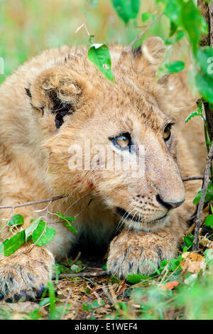 Afrika Löwenjunges (Panthera Leo), Masai Mara Reserve, Kenia, Ostafrika Stockfoto