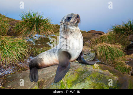 Juvenile antarktische Seebär (Arctocephalus Gazella), Insel Südgeorgien, Antarktis Stockfoto