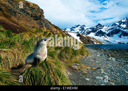 Juvenile antarktische Seebär (Arctocephalus Gazella), Insel Südgeorgien, Antarktis Stockfoto