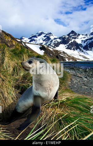 Juvenile antarktische Seebär (Arctocephalus Gazella), Insel Südgeorgien, Antarktis Stockfoto