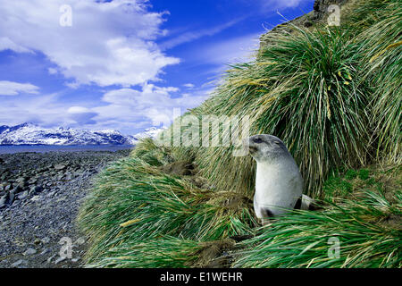 Juvenile antarktische Seebär (Arctocephalus Gazella), Insel Südgeorgien, Antarktis Stockfoto