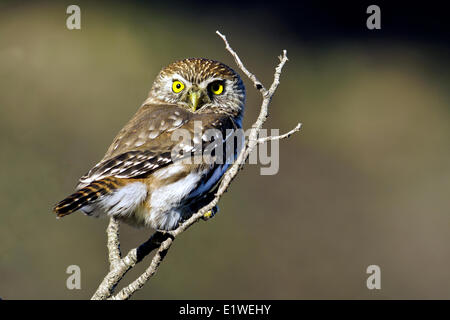 Austral Sperlingskauz (Glaucidium Nanum), Nationalpark Torres del Paine, südlichen Patagonien, Chile Stockfoto