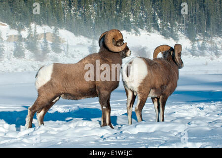 Dominierende Bighorn Schafe Ram (Ovis Canadensis) verdrängen eine untergeordnete, Jasper Nationalpark, Alberta, Kanada Stockfoto