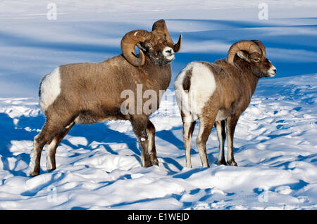 Dominierende Bighorn Schafe Ram (Ovis Canadensis) verdrängen eine untergeordnete, Jasper Nationalpark, Alberta, Kanada Stockfoto