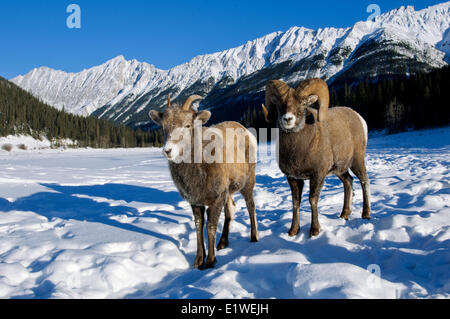 Bighorn Schafe Ram & Ewe (Ovis Canadensis) wirbt mit Frost bedeckt Maulkörbe bei-28 C, Jasper Nationalpark, Alberta, Kanada Stockfoto