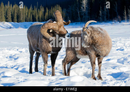 Bighorn Schafe Ram & Ewe (Ovis Canadensis) wirbt mit Frost bedeckt Maulkörbe bei-28 C, Jasper Nationalpark, Alberta, Kanada Stockfoto