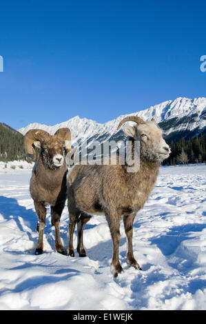 Bighorn Schafe Ram & Ewe (Ovis Canadensis) wirbt mit Frost bedeckt Maulkörbe bei-28 C, Jasper Nationalpark, Alberta, Kanada Stockfoto