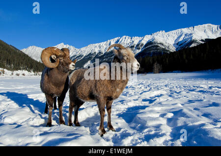 Bighorn Schafe Ram & Ewe (Ovis Canadensis) wirbt mit Frost bedeckt Maulkörbe bei-28 C, Jasper Nationalpark, Alberta, Kanada Stockfoto