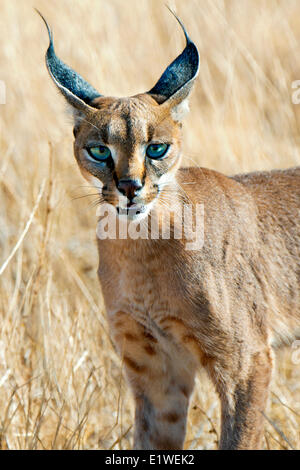 Karakal (Caracal Caracal) Jagd, Samburu Nationalpark, Kenia, Ostafrika Stockfoto