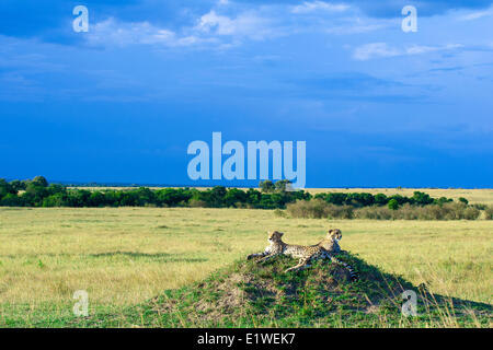 Mutter Cheetah (Acinonyx Jubatus) jährigen Nachkommen ruht auf einer Termite Hügel Masai Mara Game Reserve Kenia in Ostafrika Stockfoto