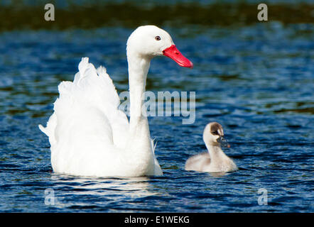 Coscoroba Schwan (Coscoroba Coscoroba) und frisch geschlüpften Cygnet, Torres del Paine Nationalpark, Süden von Argentinien, Chile Stockfoto