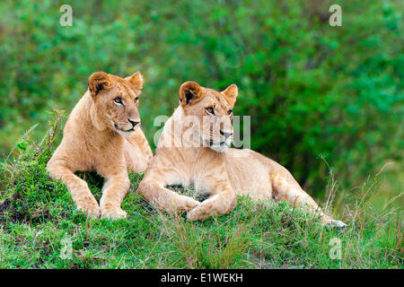 Weiblichen afrikanischen Löwen (Panthera Leo), ruht auf einer Termite Mound, Masai Mara Game Reserve, Kenia, Ostafrika Stockfoto