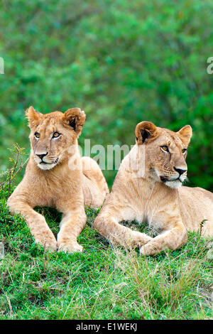 Weiblichen afrikanischen Löwen (Panthera Leo), ruht auf einer Termite Mound, Masai Mara Game Reserve, Kenia, Ostafrika Stockfoto